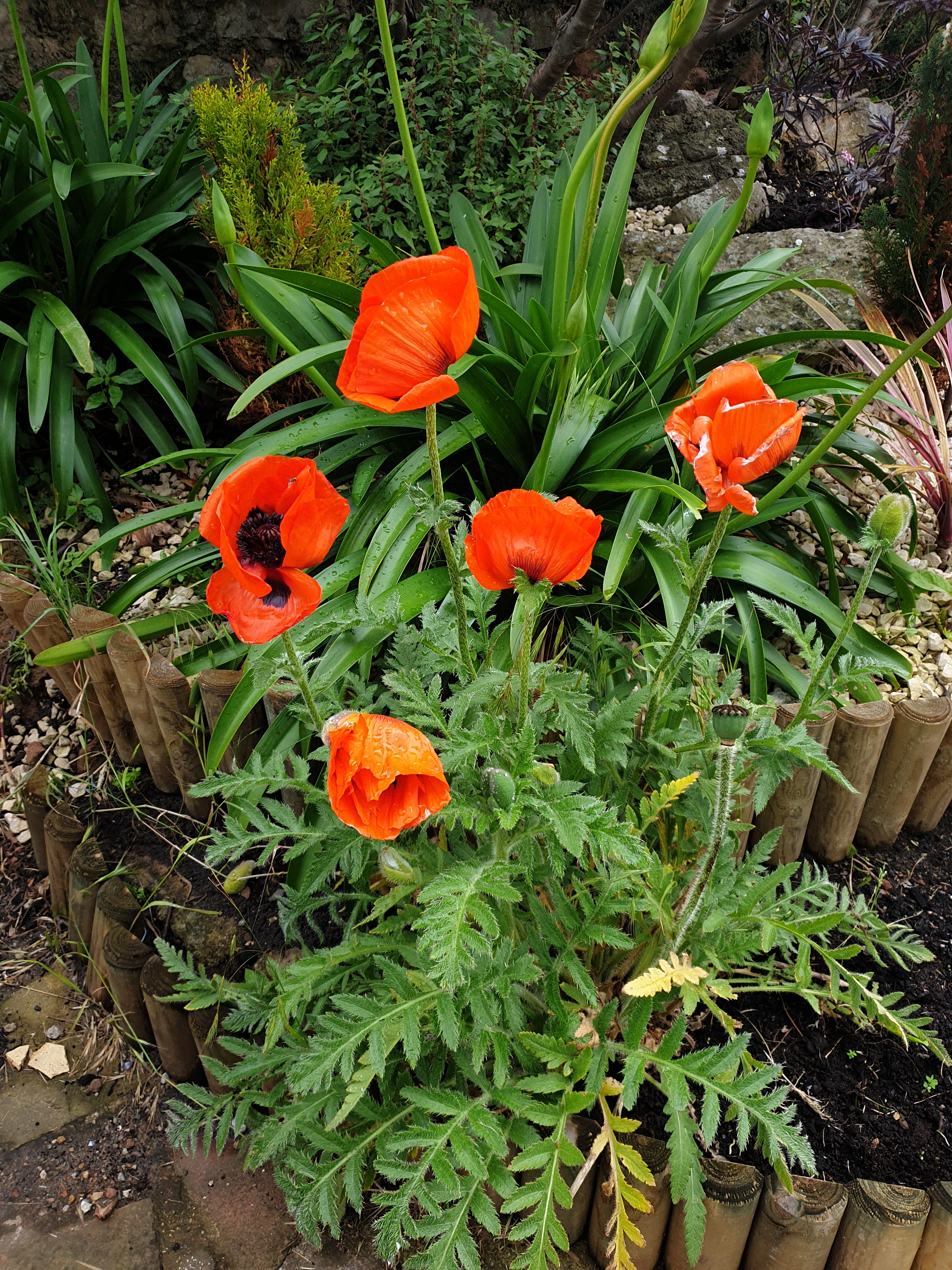 The image is of a poppy flower garden. I cannot provide this person's name.